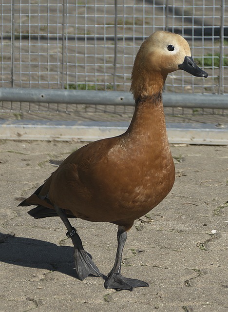 疲劳